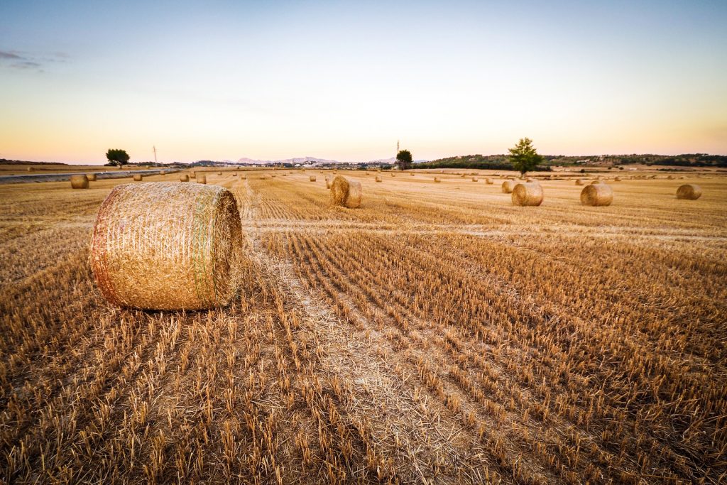 acquisto terreno agricolo