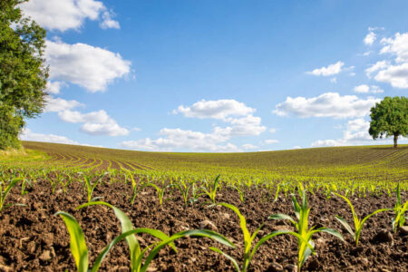 Investire in terreni agricoli
