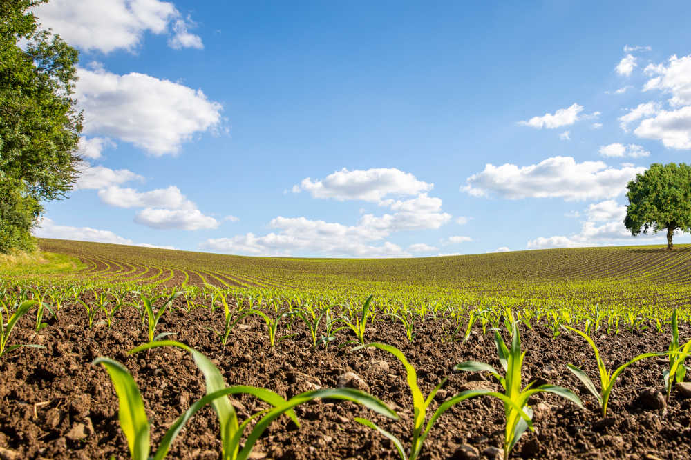 Investire in terreni agricoli